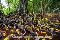 Rainforest Christmas Island Photo - Gary Bell