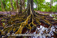 Christmas Island Buttress Tree Photo - Gary Bell