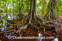 Christmas Island Rainforest and Natural spring Photo - Gary Bell