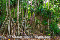 Pandanus Forest Christmas Island Photo - Gary Bell