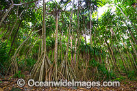Pandanus Forest Christmas Island Photo - Gary Bell