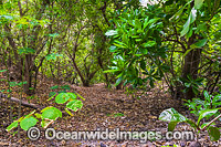 Hibiscus Forest Christmas Island Photo - Gary Bell