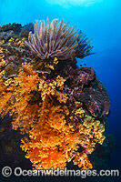 Coral Reef Christmas Island Photo - Gary Bell