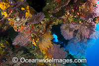 Coral Reef cave Christmas Island Photo - Gary Bell