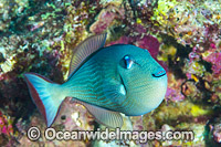 Gilded Triggerfish Christmas Island Photo - Gary Bell