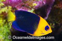 Cocos Angelfish Christmas Island Photo - Gary Bell