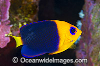 Cocos Angelfish Centropyge joculator Photo - Gary Bell