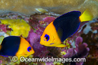Cocos Angelfish Christmas Island Photo - Gary Bell