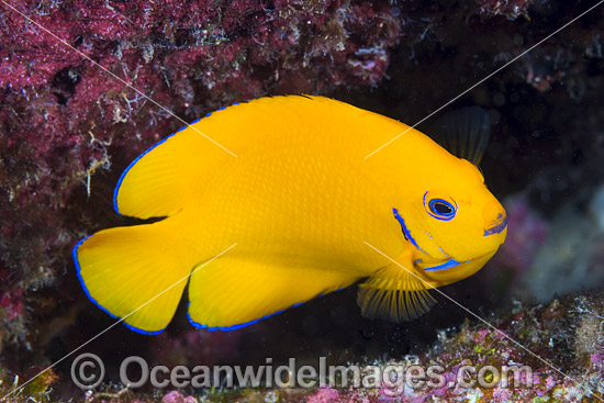 Lemonpeel Angelfish Christmas Island photo