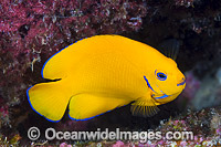 Lemonpeel Angelfish Christmas Island Photo - Gary Bell