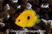 Juvenile Lemonpeel Angelfish Centropyge flavissima Photo - Gary Bell