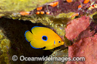 Juvenile Lemonpeel Angelfish Christmas Island Photo - Gary Bell