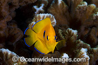 Juvenile Lemonpeel Angelfish Photo - Gary Bell