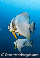 Batfish Christmas Island Photo - Gary Bell