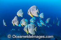 Batfish Christmas Island Photo - Gary Bell