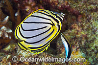 Meyer's Butterflyfish Christmas Island Photo - Gary Bell