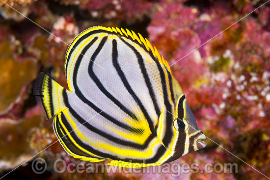 Meyer's Butterflyfish Chaetodon meyeri photo