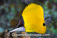 Long-nose Butterflyfish Christmas Island Photo - Gary Bell