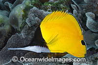 Very-long-nose Butterflyfish Photo - Gary Bell