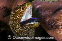 Moray cleaned by Wrasse Christmas Island Photo - Gary Bell