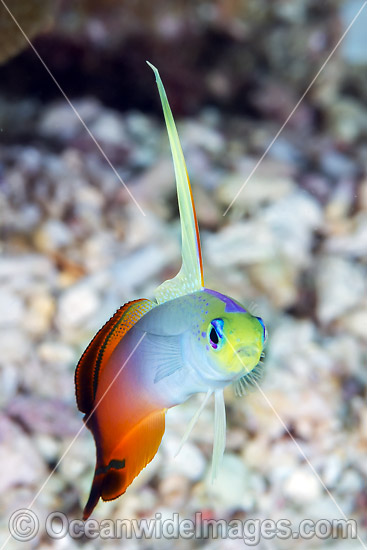 Red Fire Goby Christmas Island photo