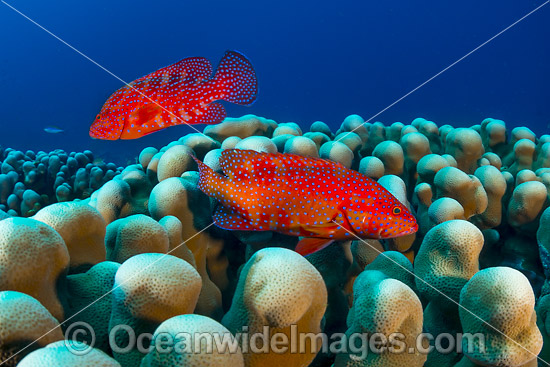 Coral Grouper Christmas Island photo