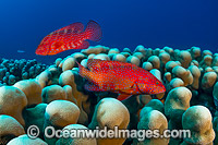 Coral Grouper Christmas Island Photo - Gary Bell