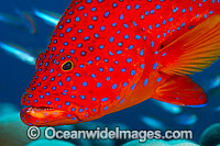 Coral Grouper Christmas Island Photo - Gary Bell