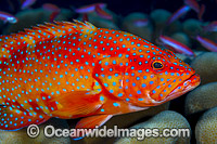 Coral Grouper Cephalopholis miniata Photo - Gary Bell