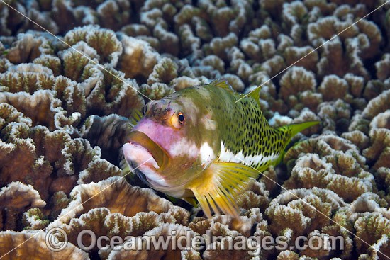 Ornate Hawkfish Christmas Island photo