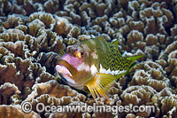Ornate Hawkfish Christmas Island Photo - Gary Bell