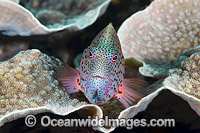 Freckled Hawkfish Christmas Island Photo - Gary Bell