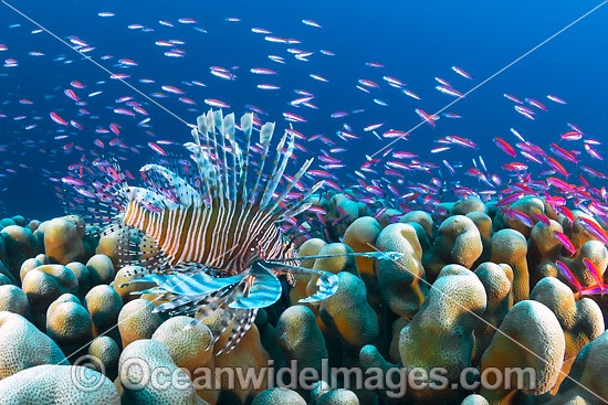 Lionfish and coral reef Christmas Island photo