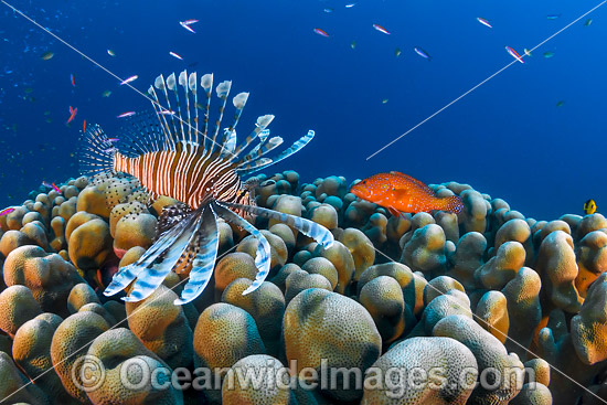 Lionfish and coral reef Christmas Island photo