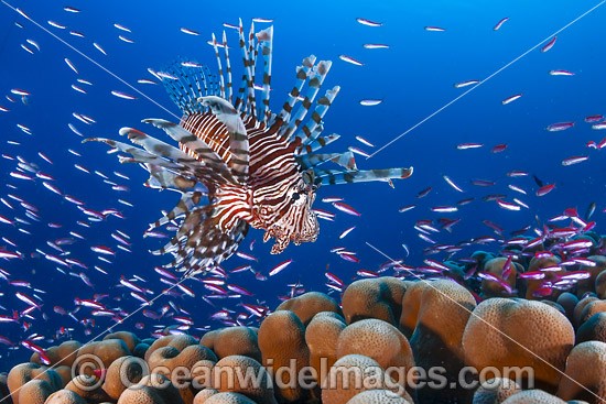 Lionfish and basslets photo