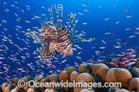Lionfish and basslets Photo - Gary Bell