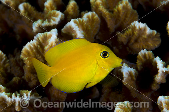 Yelloweye Bristletooth Surgeonfish photo