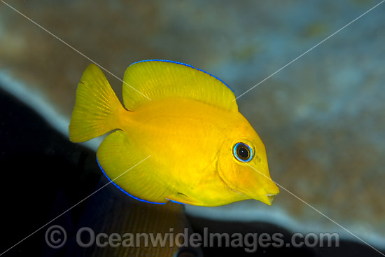 Yelloweye Bristletooth Surgeonfish photo