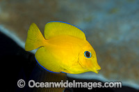 Yelloweye Bristletooth Surgeonfish Photo - Gary Bell