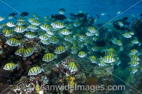 Schooling Surgeonfish Christmas Island photo