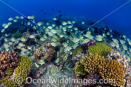 Surgeonfish and Coral Christmas Island photo