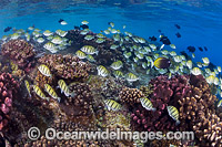 Fish and Coral Christmas Island Photo - Gary Bell