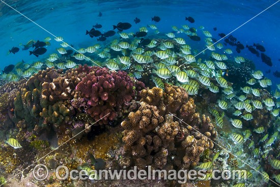 Fish and Coral Christmas Island photo