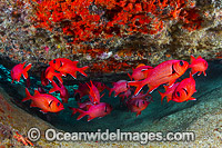 Crimson Soldierfish Christmas Island Photo - Gary Bell