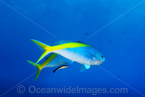 Fusilier cleaned by Wrasse photo