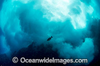 Crashing Wave Solitary Islands Photo - Gary Bell