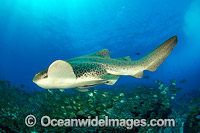Leopard Shark Photo - Gary Bell