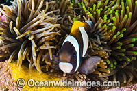 Wideband Anemonefish with eggs Photo - Gary Bell