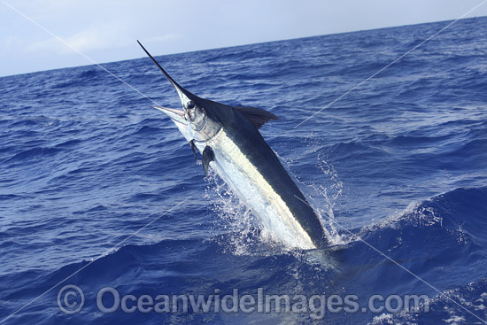 Indo-Pacific Blue Marlin photo