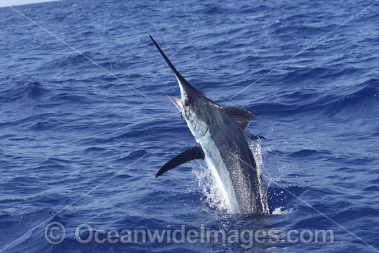 Indo-Pacific Blue Marlin on surface photo
